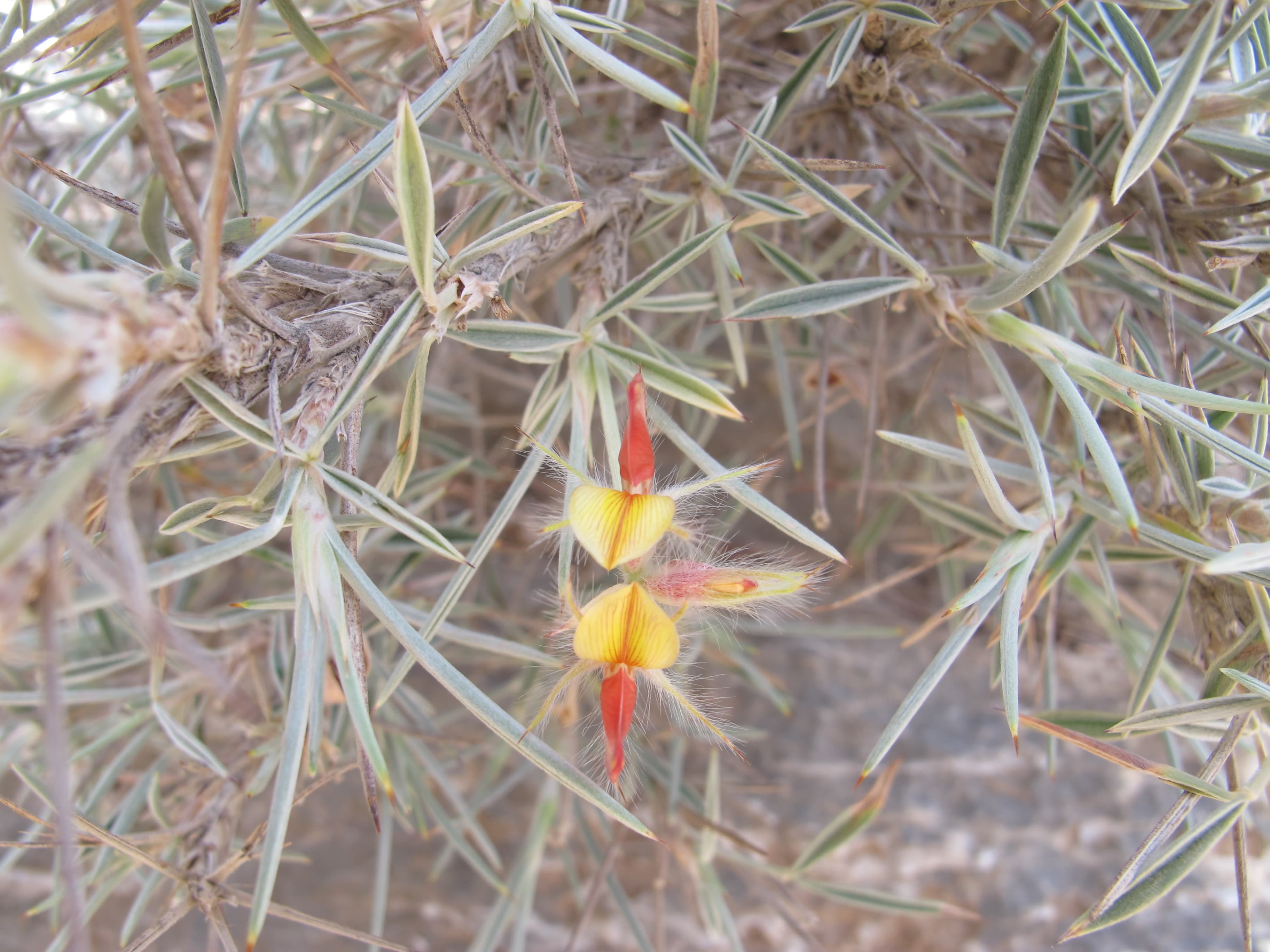 Plant Image